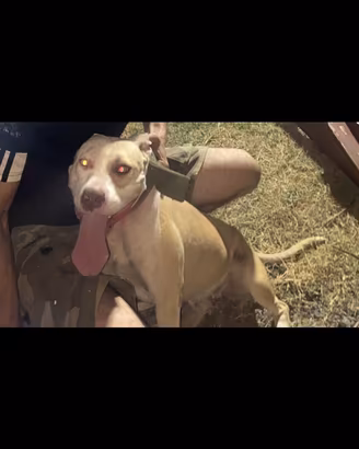 Pitbull