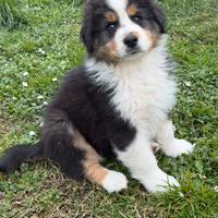 Cucciolo pastore australiano