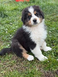 Cucciolo pastore australiano