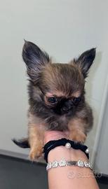 Cucciolo chihuahua