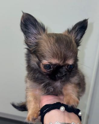 Cucciolo chihuahua