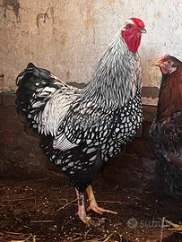 Wyandotte gallo