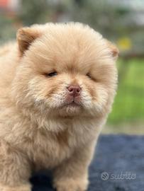 Chow chow