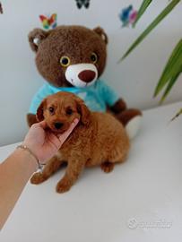 Maltipoo