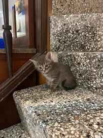 gattino simpatico