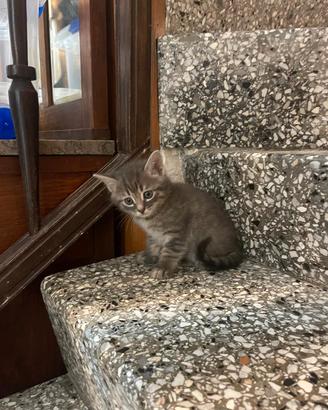 gattino simpatico