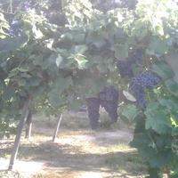 UVE DA VINO NEBBIOLO-ERBALUCE COLLINE NOVARESI