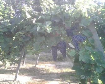 UVE DA VINO NEBBIOLO-ERBALUCE COLLINE NOVARESI