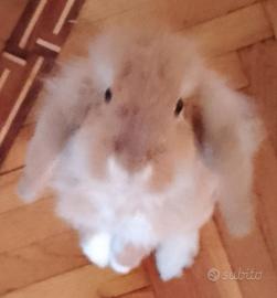 Coniglietto nano, razza ariete