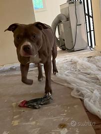 Pittbull femmina