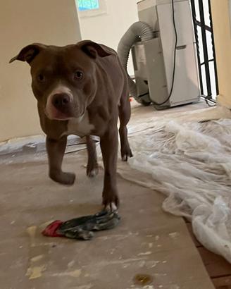 Pittbull femmina