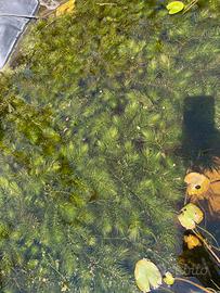 PIANTE ACQUATICHE LAGHETTO
