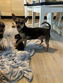 Pin chihuahua
