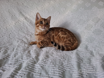 Gattini razza bengala