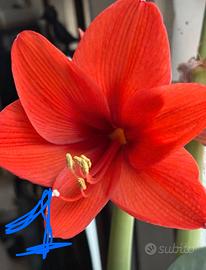 Semi Amaryllis