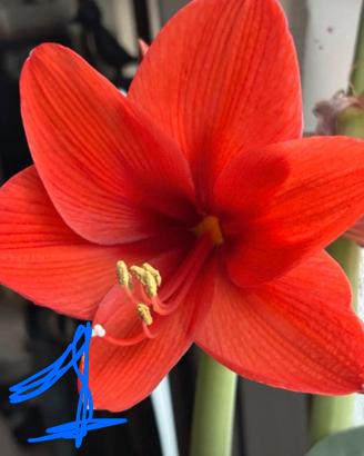 Semi Amaryllis