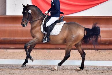 Cavallo Super Domato Dressage e Doma Vaquera