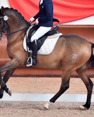 Cavallo Super Domato Dressage e Doma Vaquera