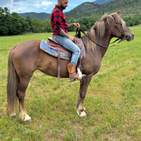 Cavalla per principianti