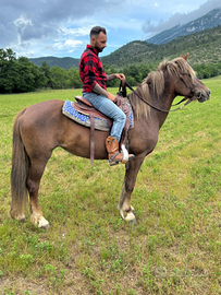 Cavalla per principianti