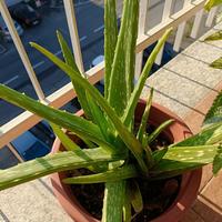 Aloe Vera (da piantagione delle Canarie)