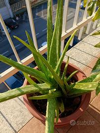 Aloe Vera (da piantagione delle Canarie)