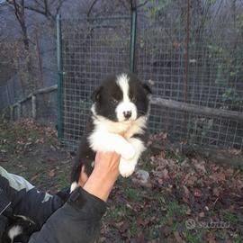 Border collie cuccioli bianco nero pedigree Top