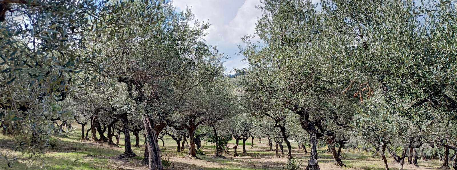 Terreno con oliveto - Vista 2