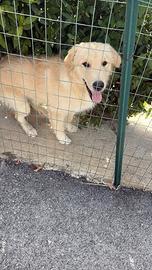 Thor - incrocio golden retriever/pastore abruzzese