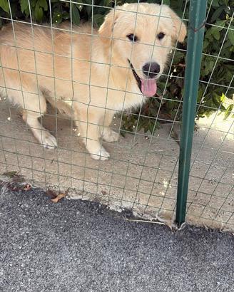 Thor - incrocio golden retriever/pastore abruzzese