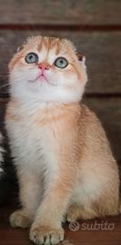 Cuccioli 2026 disponibili