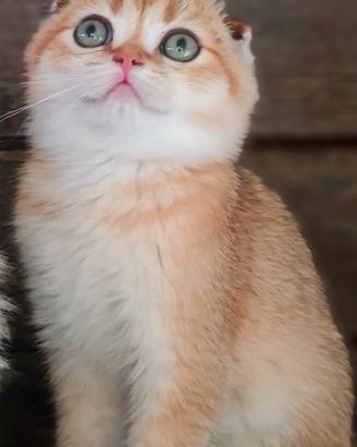 Cuccioli 2026 disponibili
