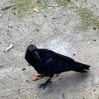 Corvo imperiale (Corvus Corax)