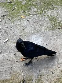 Corvo imperiale (Corvus Corax)