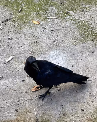 Corvo imperiale (Corvus Corax)