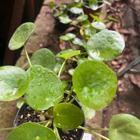 Pilea Peperomioides 1 anno