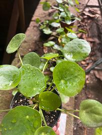 Pilea Peperomioides 1 anno