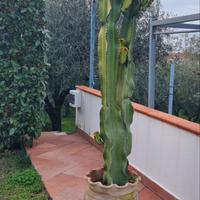 Cactus Euphorbia ingens + Vaso