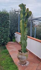 Cactus Euphorbia ingens + Vaso