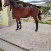 Cavallo sella italiana