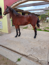 Cavallo sella italiana