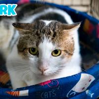 Mark gatto bianco grigio di 3 anni