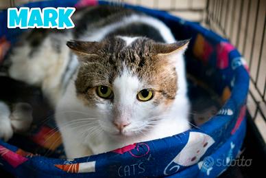 Mark gatto bianco grigio di 3 anni