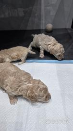 Maltipoo