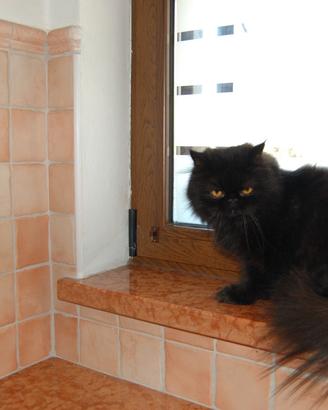 Gatto persiano maschio