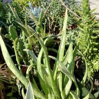 Aloee e vera e aloe arborescens