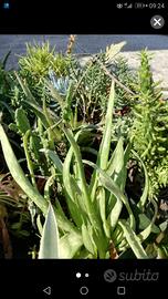 Aloee e vera e aloe arborescens