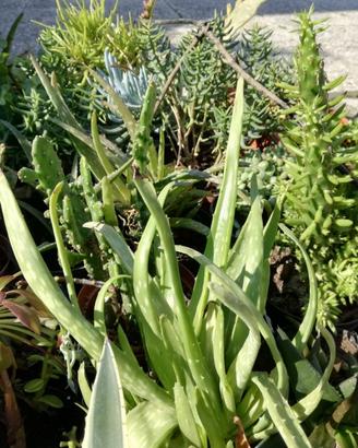 Aloee e vera e aloe arborescens