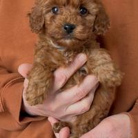 Barboncino Femmina Salerno