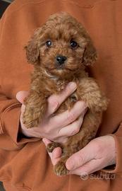 Barboncino Femmina Salerno